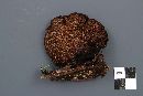 Gloeophyllum sepiarium image