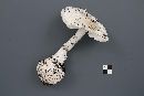 Amanita virosa image