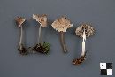 Mycena borealis image