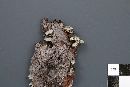 Trichaptum abietinum image