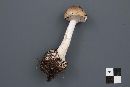 Amanita porphyria image