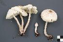 Leucocoprinus cepistipes image