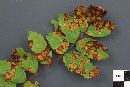 Gymnosporangium cornutum image