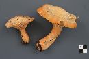 Lactarius thyinos image