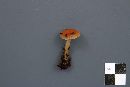 Hygrocybe laeta var. laeta image