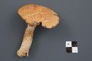 Cortinarius caperatus image