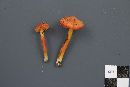 Hygrocybe squamulosa image