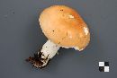 Russula decolorans image