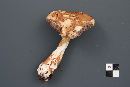 Austroboletus gracilis image