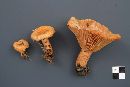 Lactarius thyinos image