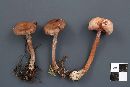 Cortinarius flexipes image