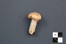 Cortinarius caperatus image