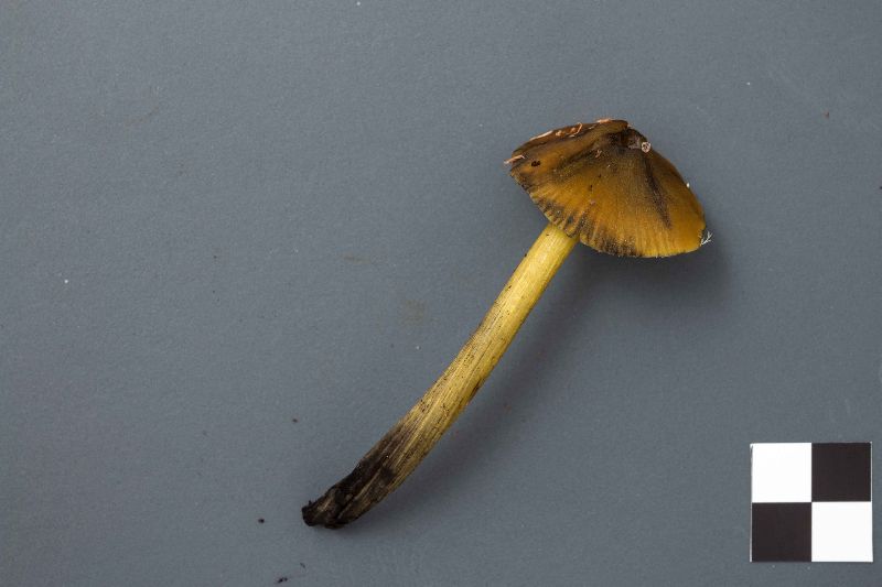 Hygrocybe singeri var. albifolia image