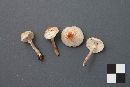 Lepiota cristata image