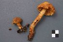 Cortinarius limonius image