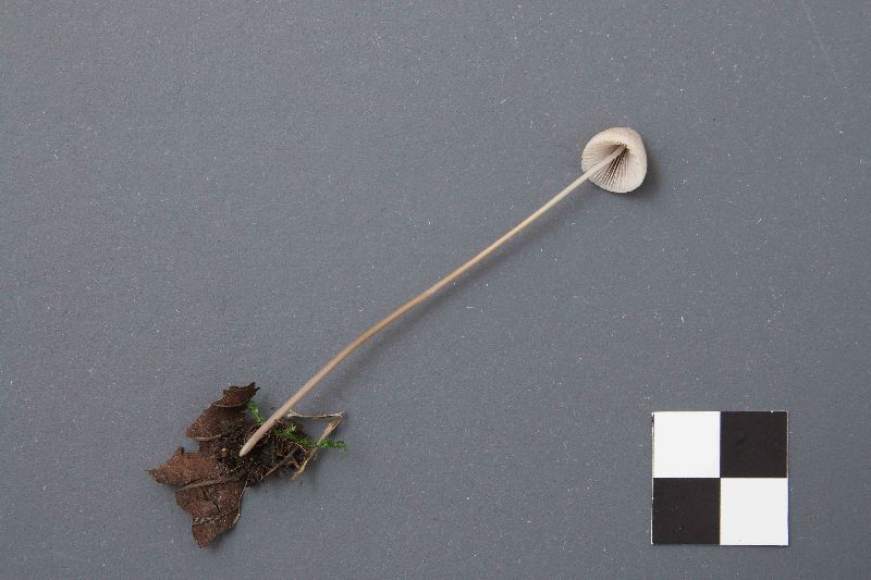 Mycena filipes image