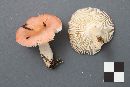 Russula aquosa image