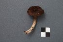 Lactarius lignyotus image