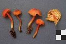 Hygrocybe miniata image