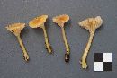 Hygrocybe laeta var. laeta image