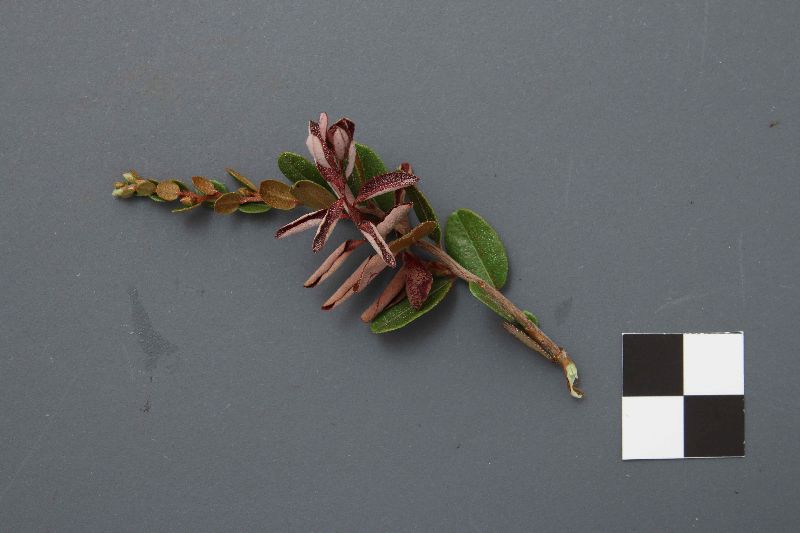 Exobasidium savilei image