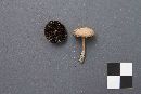 Inocybe dunensis image