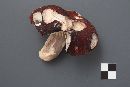 Russula brunneola image