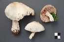 Entoloma subsinuatum image