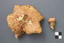 Suillus serotinus image