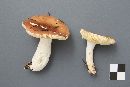 Russula puellaris image