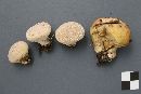 Lycoperdon flavotinctum image