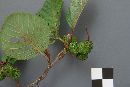 Taphrina robinsoniana image