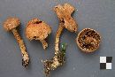 Inocybe terrigena image