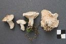 Clitopilus prunulus image
