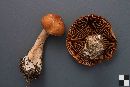 Cortinarius armillatus image