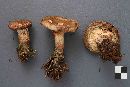 Paxillus involutus image