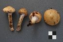 Cortinarius trivialis image