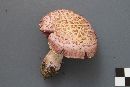 Cortinarius lucorum image