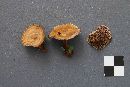 Coltricia perennis image
