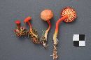 Hygrocybe miniata image