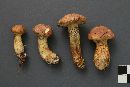 Suillus sibiricus image