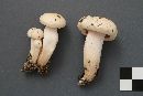 Hygrophorus eburneus image