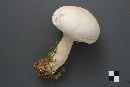 Agaricus arvensis image