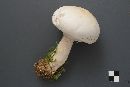 Agaricus arvensis image