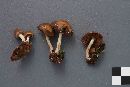 Psathyrella piluliformis image
