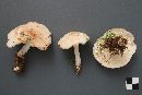 Rhodocollybia maculata image
