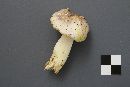 Tricholoma portentosum image