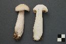 Entoloma subsinuatum image