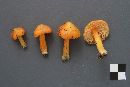 Hygrocybe acutoconica image