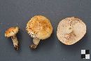 Tricholoma aurantium image